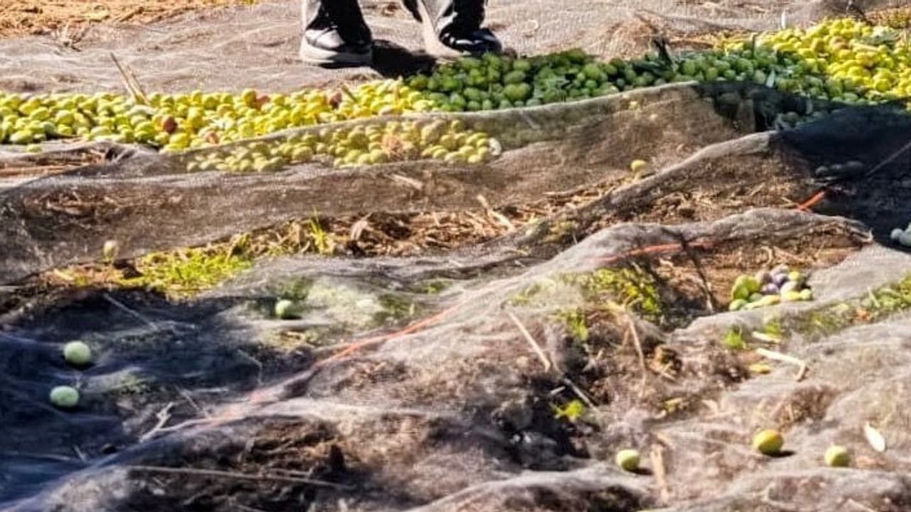 Gömeç'te hasat bereketi: müdür sahada üreticilerle birlikte
