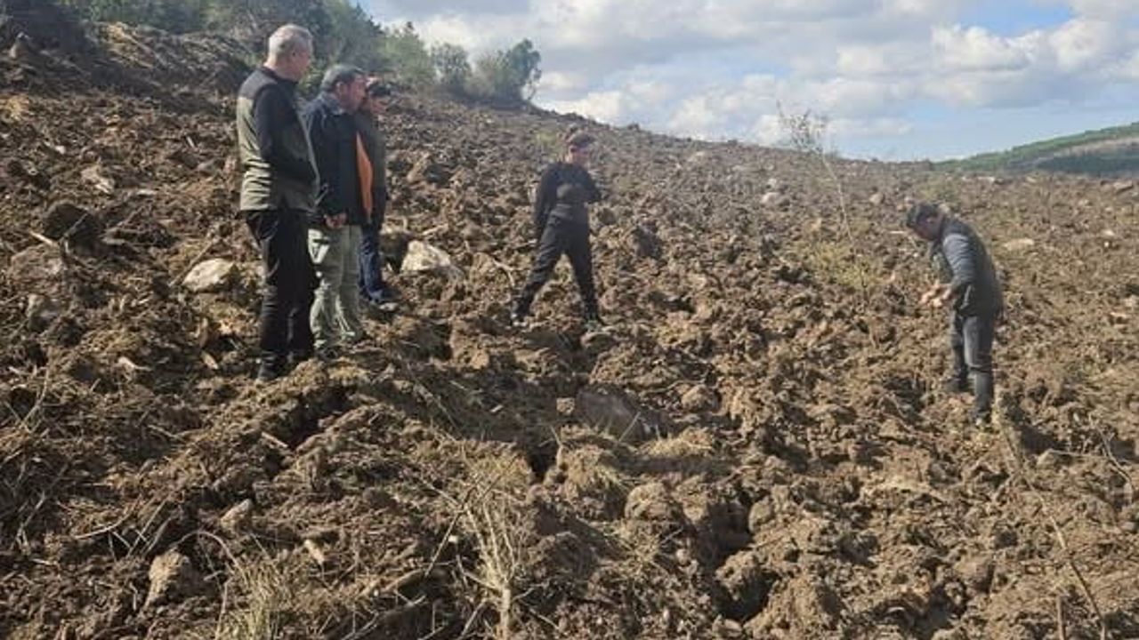 Gönen'de 250 hektarlık endüstriyel plantasyonla sanayi odununa kaynak hazırlanıyor