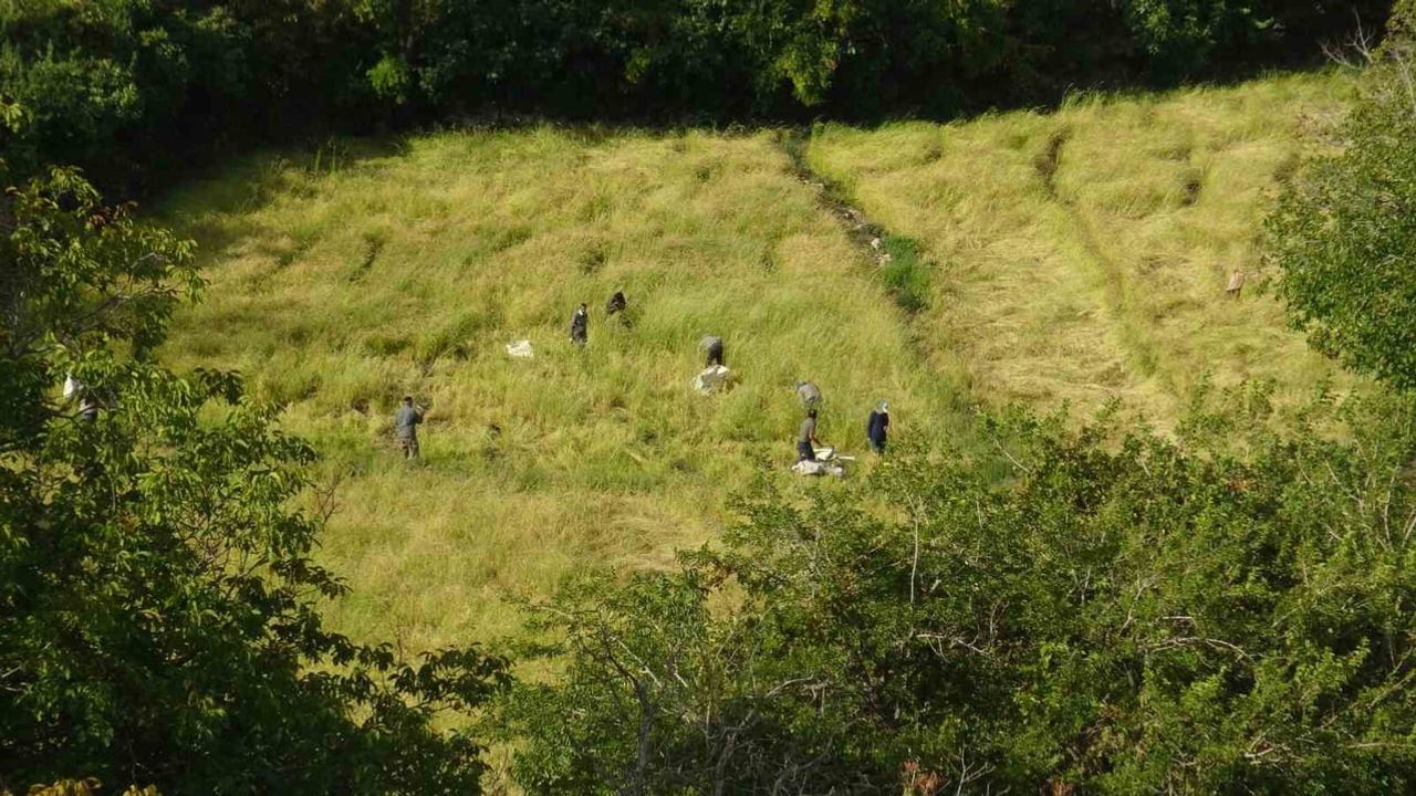 Gönüllü'de çeltikten sofraya imeceyle sürdürülen coğrafi işaretli pirinç hasadı
