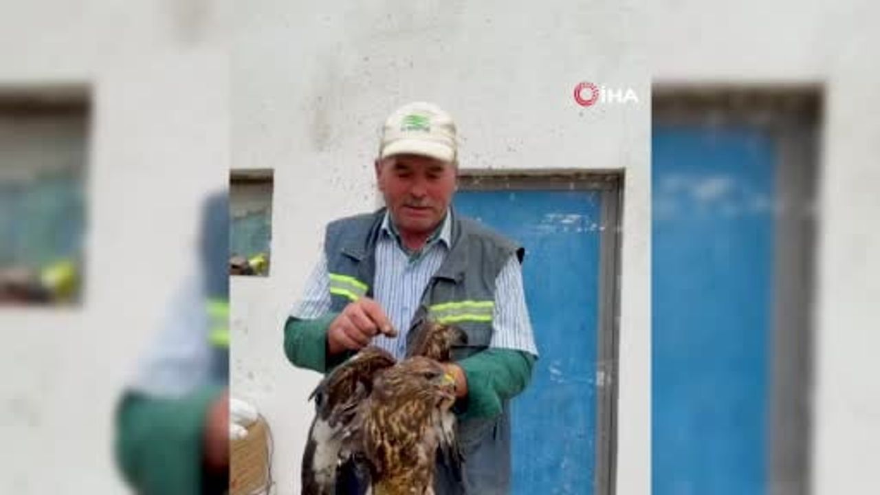 Göynük'te asfaltla yapışan şahini muhtar kurtardı