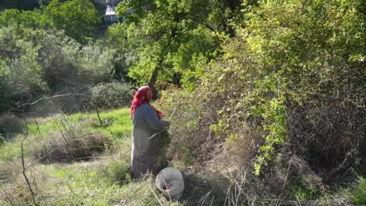 gümüşhane'de dikenli dallardan sofralara kuşburnu hazırlığı