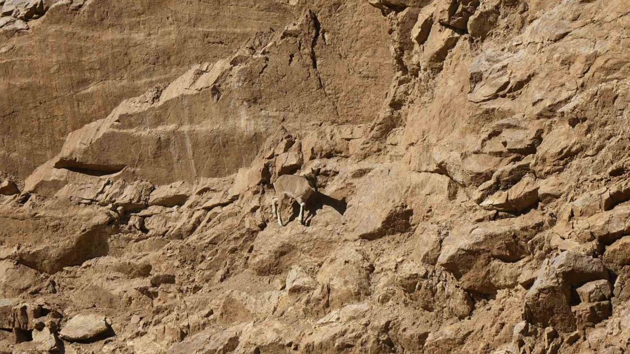 Gümüşhane'de trafikte duraksayan sürü: yol kenarında yaban keçileri