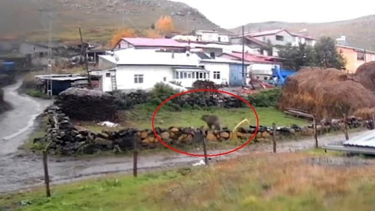 Gündüz vakti Ölçek köyüne inen bozayı köyde tedirginlik yarattı
