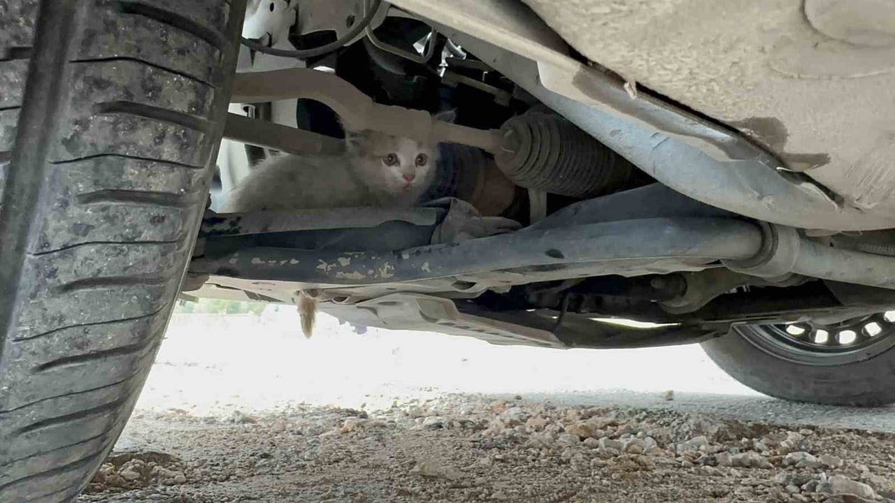Güneykent'te aracın motoruna giren yavru kedi yarım saatlik çabayla kurtarıldı