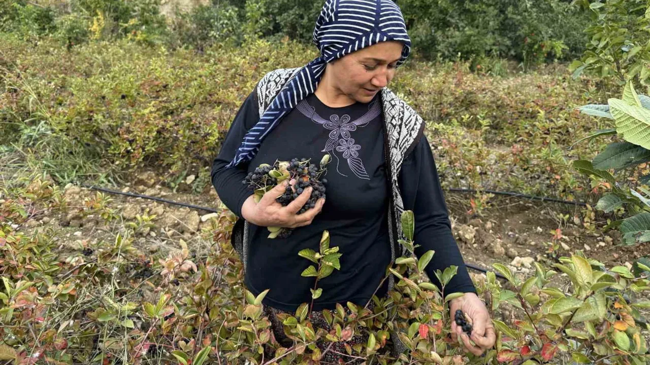 Güz hasadı başladı: Çüngüş'te öğretmenin aronya bahçesi pazar arıyor
