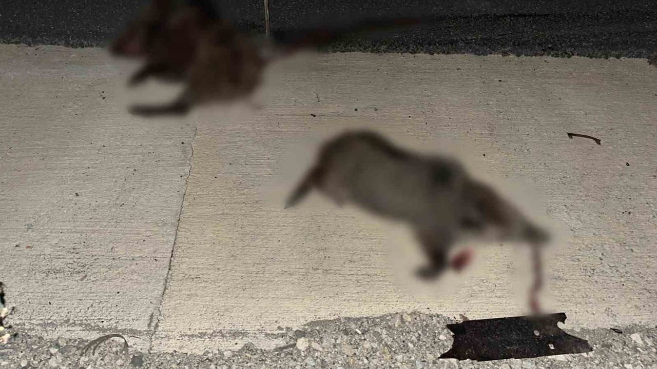 Hanönü'nde yola çıkan domuz sürüsü kazaya yol açtı: iki kişi yaralandı