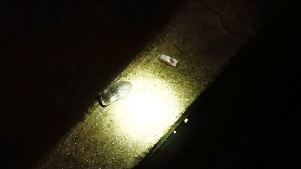 Harşit Çayı kıyısında mahsur kalan yavru kedi itfaiyenin müdahalesiyle gençlerin bakımına verildi