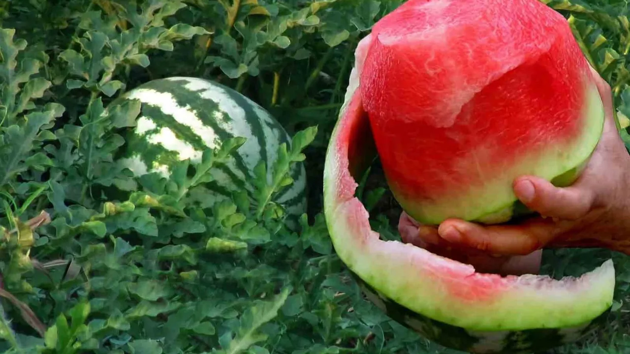 Hasadı devam eden Araban Ovası'nın güz karpuzu aromasıyla ön plana çıkıyor