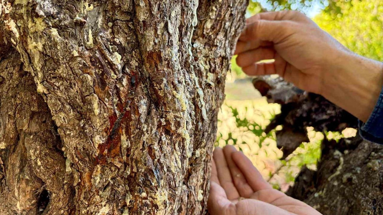 Hasat heyecanı Çeşme'de: damla sakızının kilosu 50 bin liraya ulaşıyor