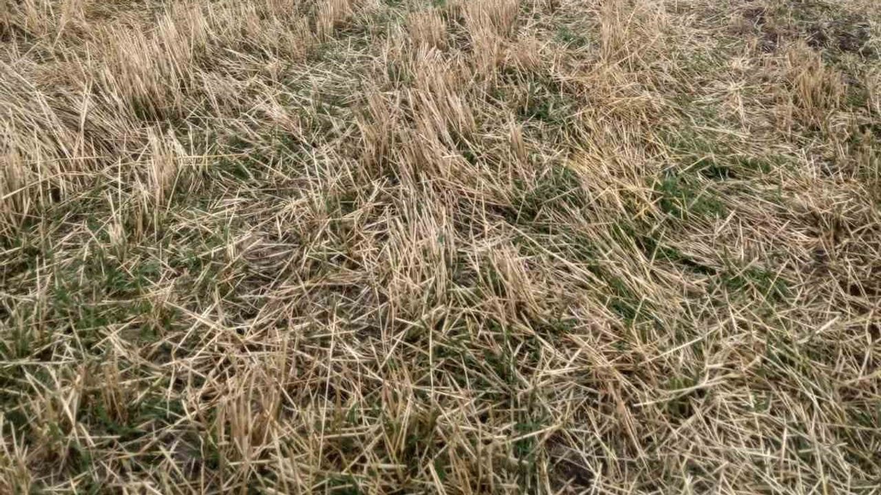 Hasat yolunda kaza: Şuhut Karaadilli yakınlarında midibüs devrildi, bir kişi yaşamını yitirdi