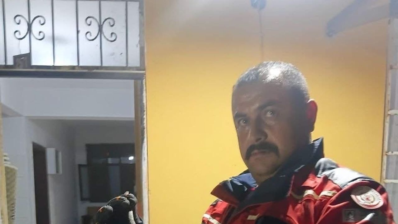 Hassa'da ev içinde görülen yılan zarar görmeden doğaya döndü