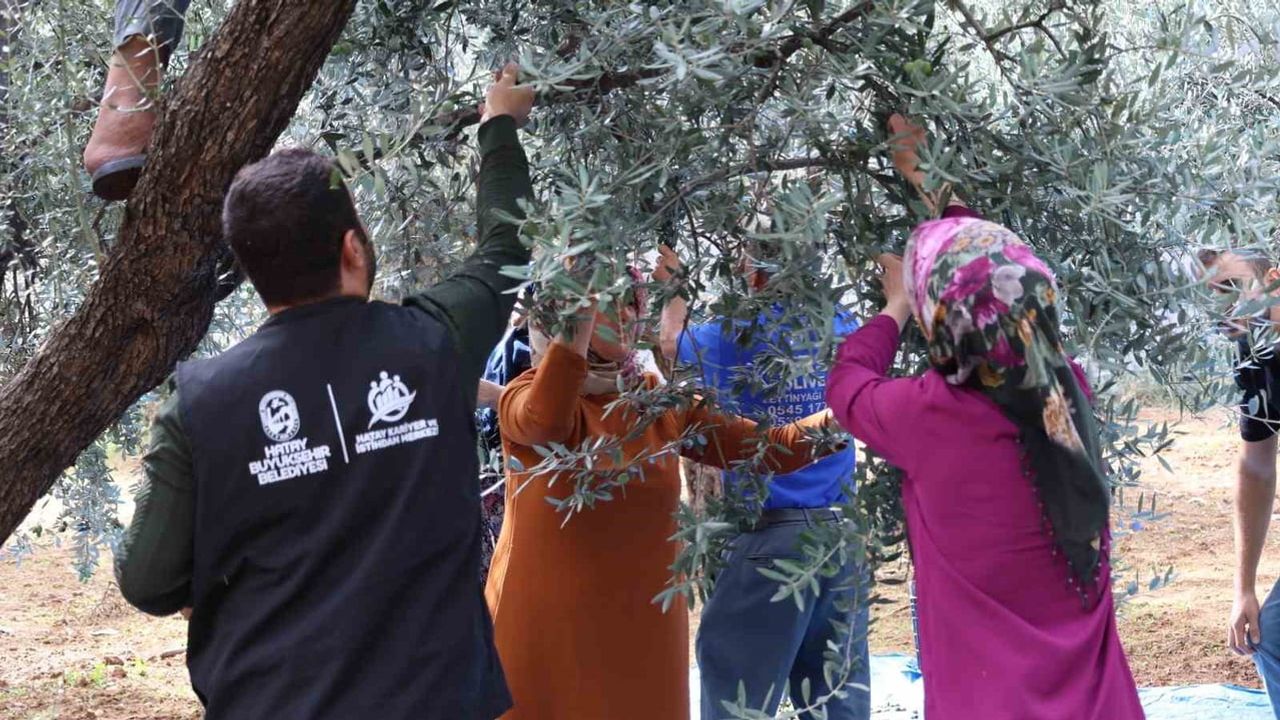 Hatay Büyükşehir'den zeytincilere üretimde uzmanlaşma eğitimi
