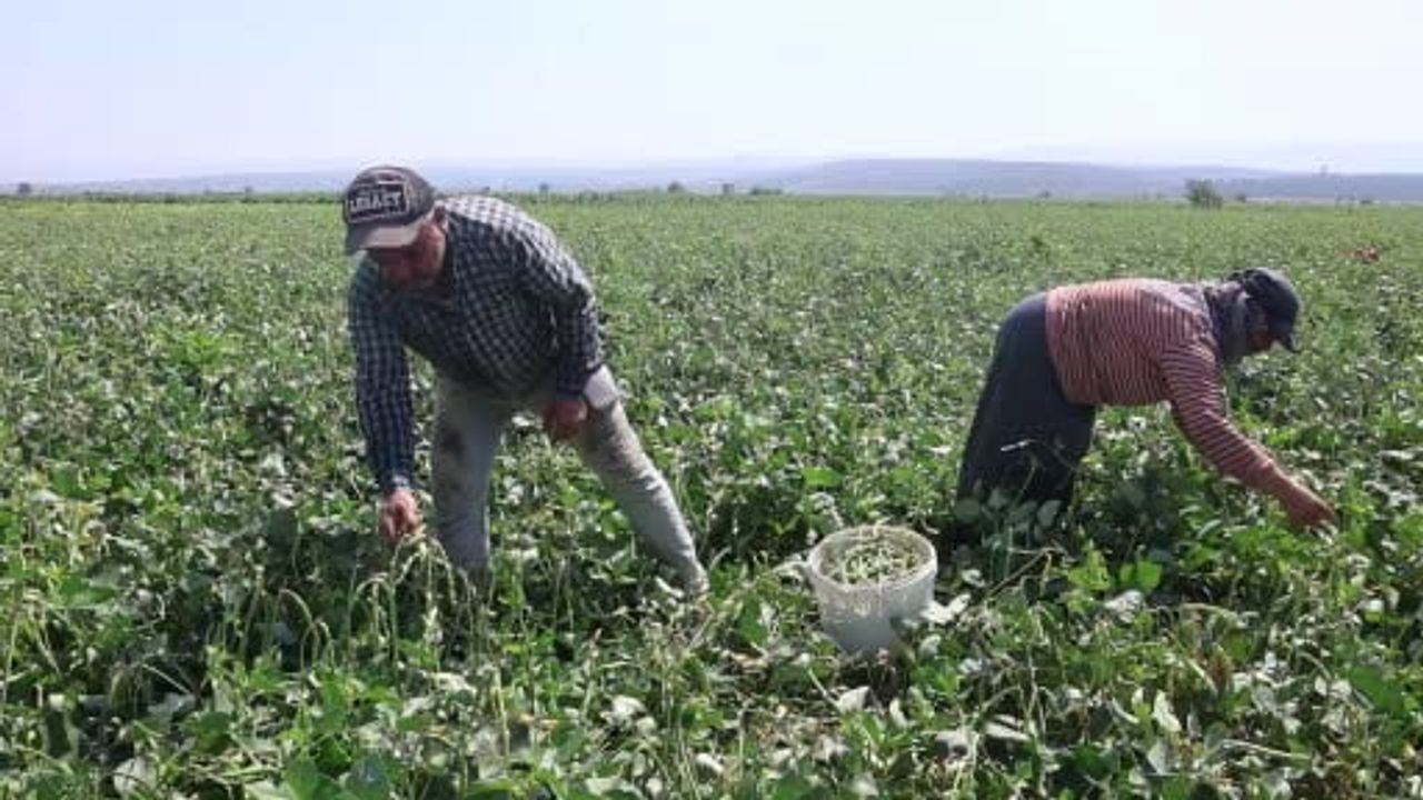 Hatay'da el emeğiyle toplanan lübyenin hasadı başladı: tarlada ucuz, rafta pahalı