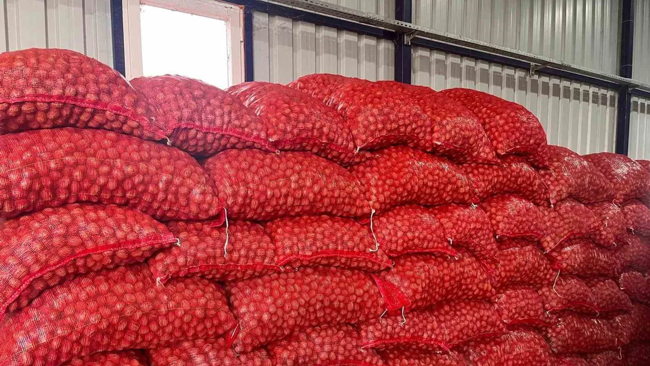 Hayrabolu'da ceviz bahçesi 170 dönümden 200 ton hedefiyle büyüyor