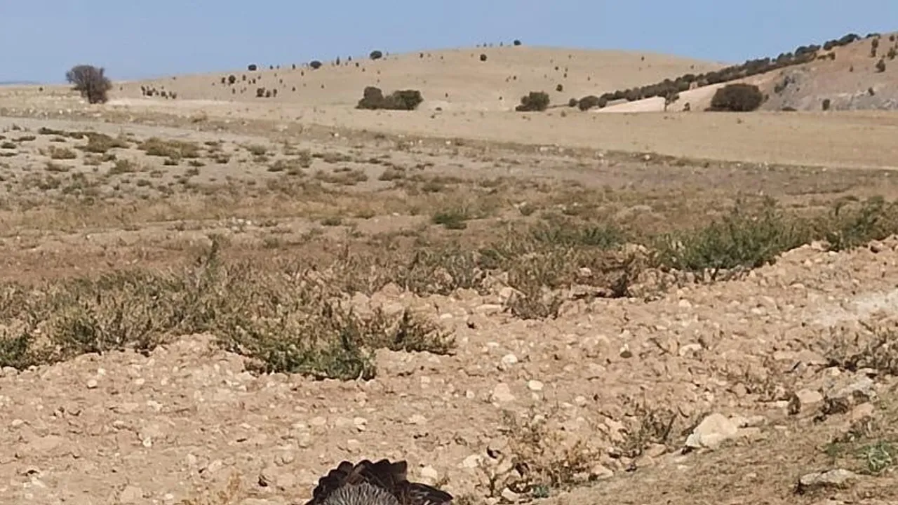 Hıdır Baba köyünde yaralı çaylak köylülerin duyarlılığıyla kurtarıldı