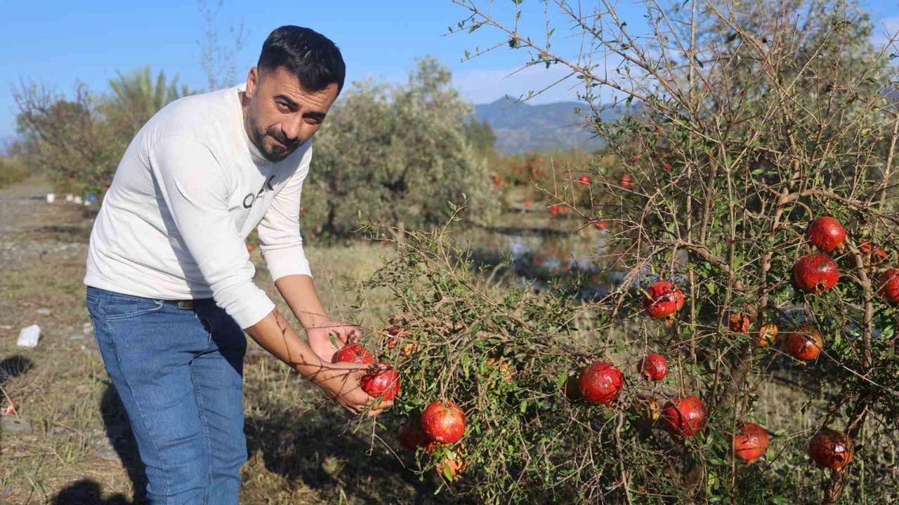 İhracatın eşiğindeki nar bahçesini ceviz büyüklüğündeki dolu vurdu