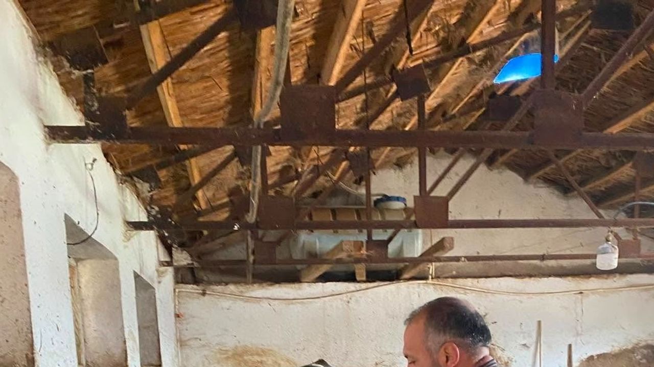 İhsaniye’de sahada şap aşısı seferberliği