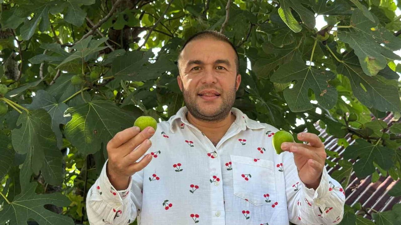 İklimin hediyesi: Uzgara inciri kışa kadar dalda kalıyor