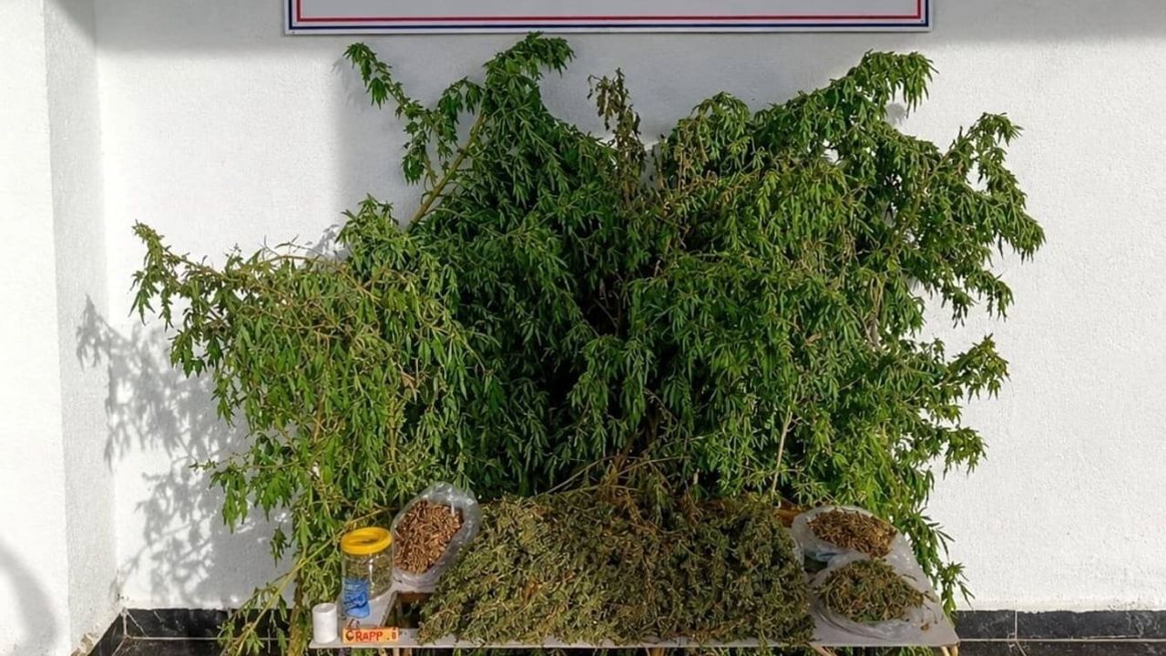 İncirliova'da evde 47 kök kenevir ve 3 bin 42 gram esrar ele geçirildi