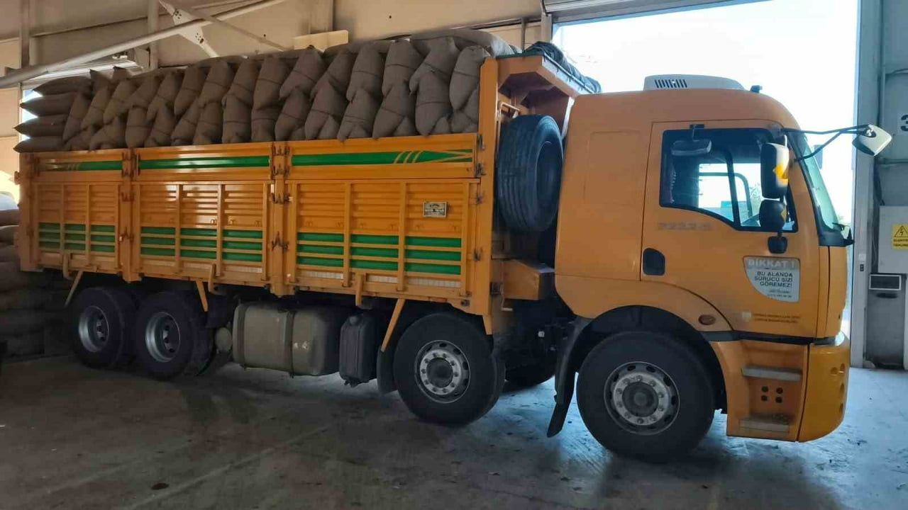 İnebolu'da TMO üreticilerden 100 tonu aşan fındık aldı