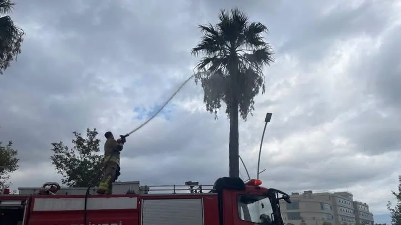 İskenderun Meydan Mahallesi'nde yıldırımın vurduğu ağaç alev aldı