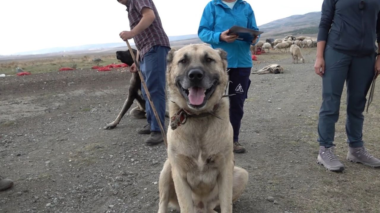 İtalyanlar Eskişehir'de Türk çoban köpeklerinin cesaretini inceledi