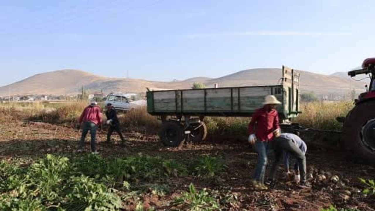 Kahramanmaraş'ta pancar tarlalarına hareketlilik: rekolte 500 bin tona yakın