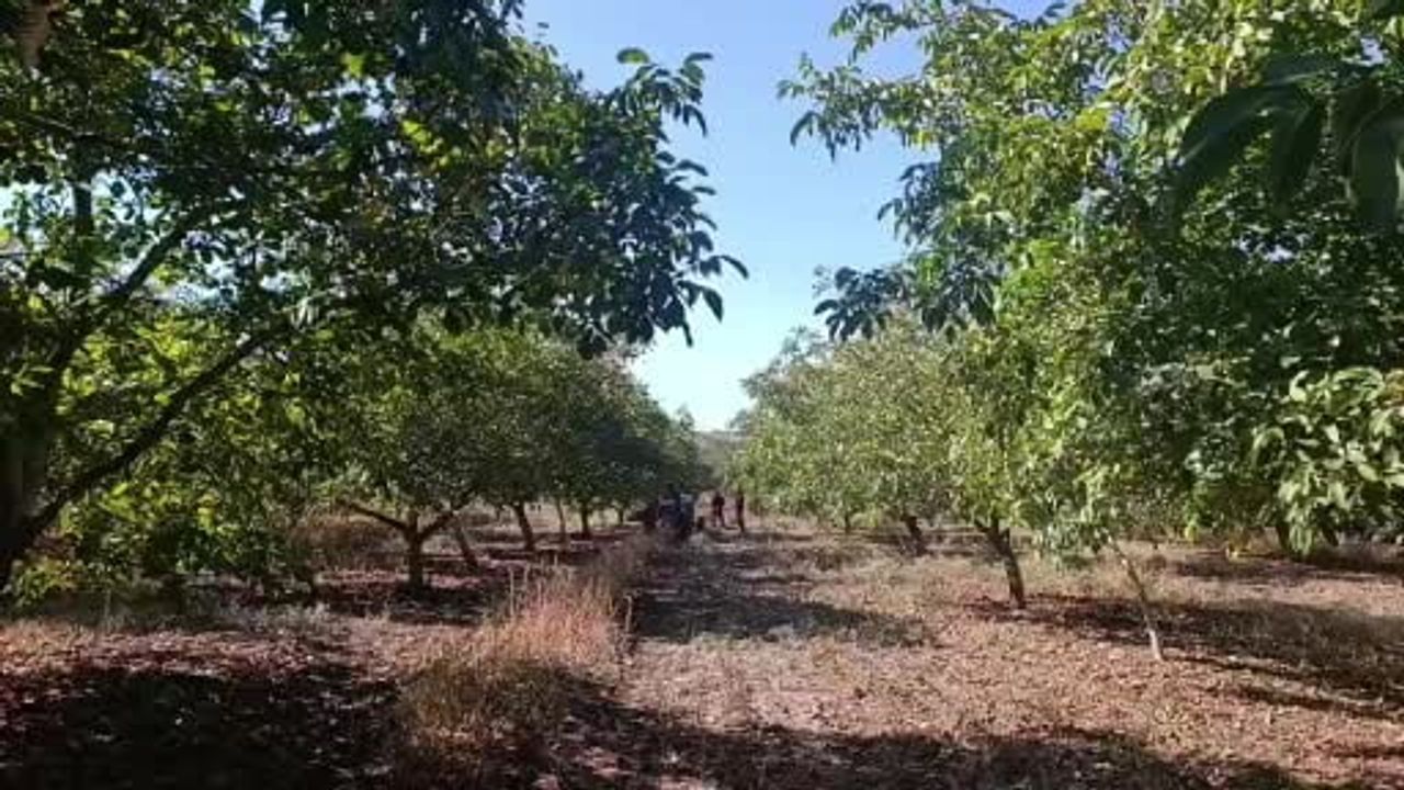 Karaağaç'ta sulama umudu verimi yükseltti: sezon yaklaşık 400 ton ceviz bekleniyor