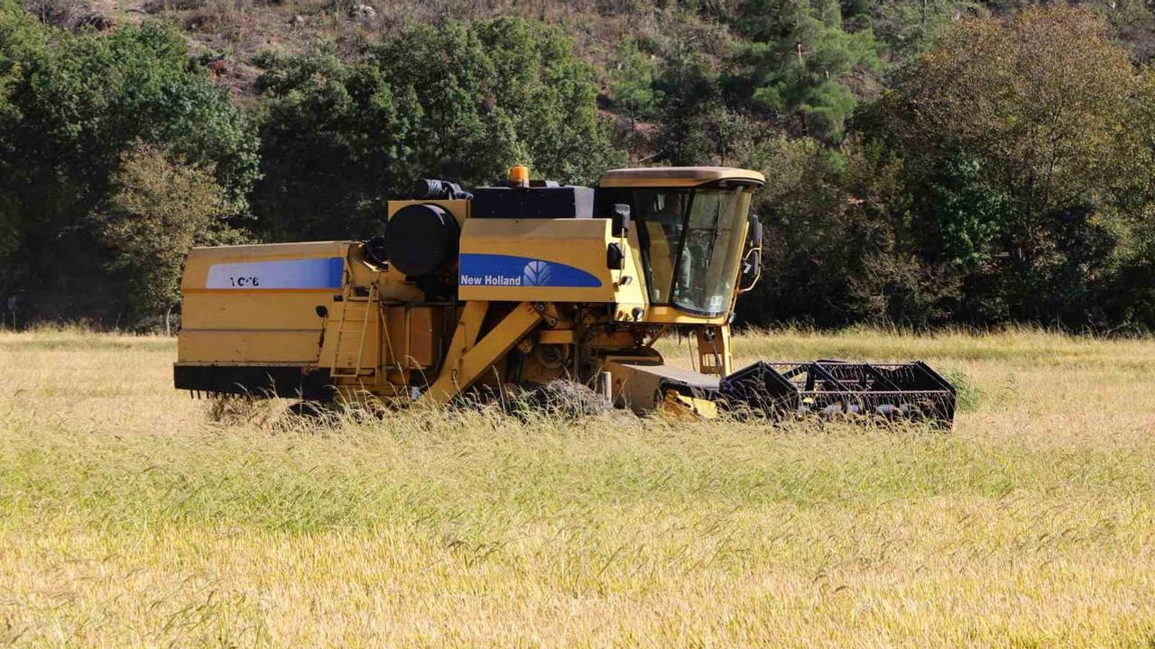 Karabük'te 'beyaz altın' çeltik hasadı başladı, üreticiler fiyat açıklamasına odaklandı