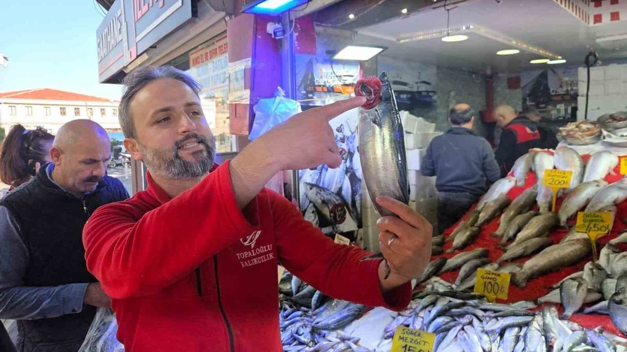 Karadeniz'de palamut bolluğu ekosistemi tehdit ediyor