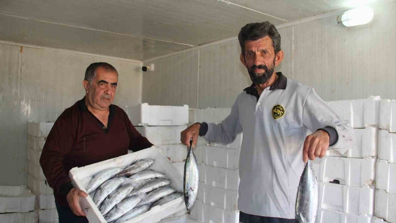 Karadeniz'de palamut bolluğu hamsi ve istavritin geleceğini gölgeliyor