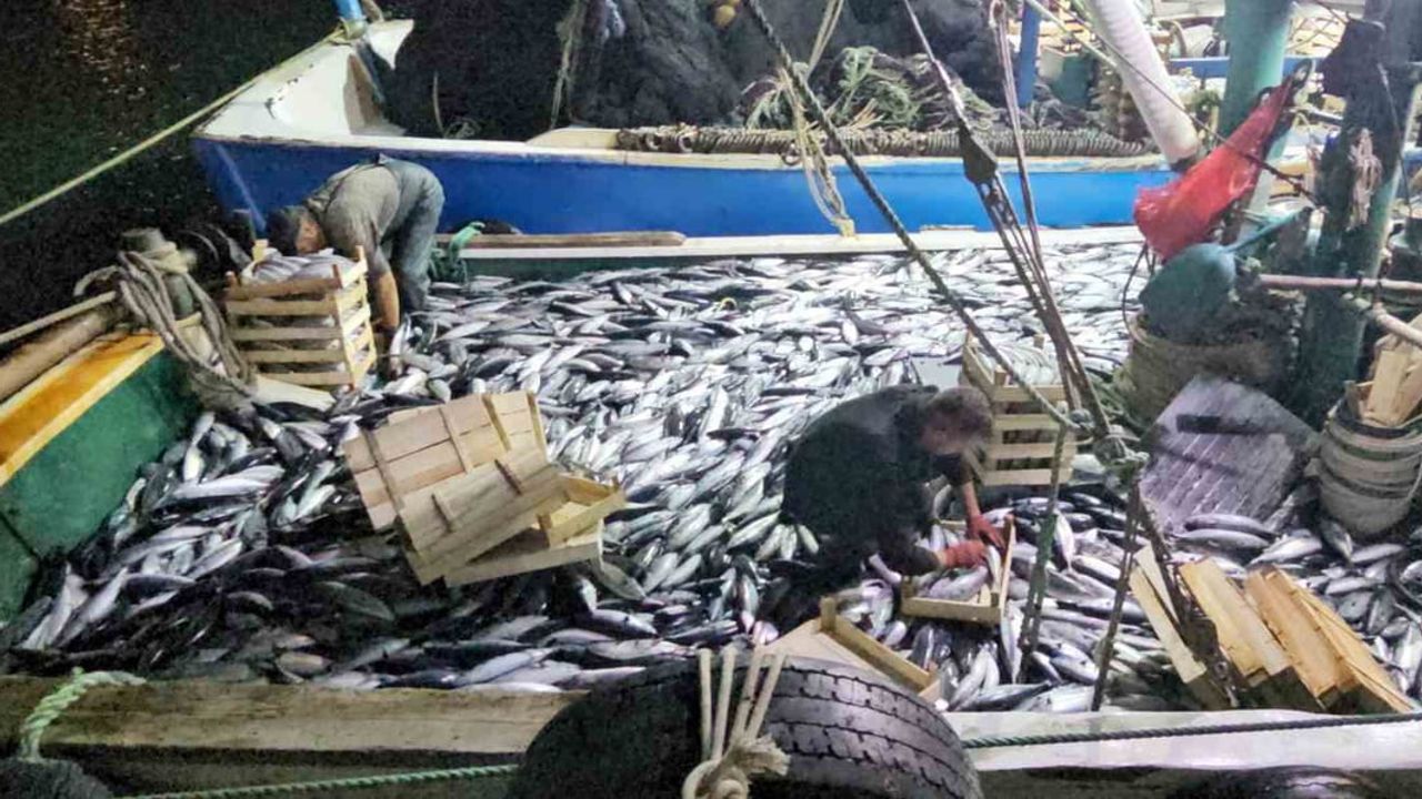 Karadeniz'de palamut bolluğu liman kasalarını doldurdu
