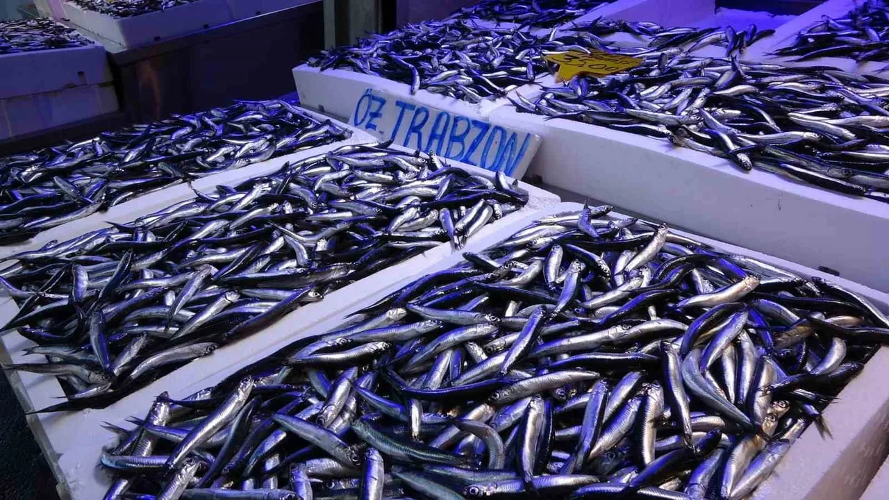 Karadeniz hamsisinde ihracat sıçraması