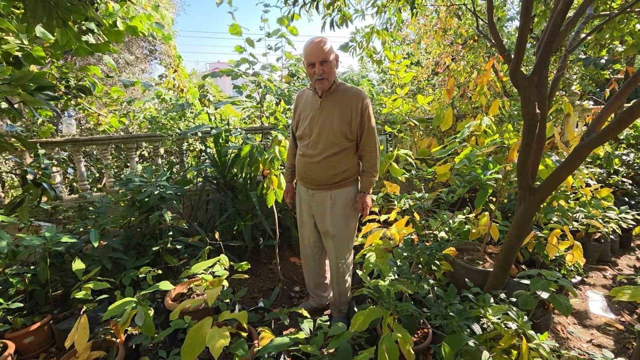 Karadeniz'in bahçesinde subtropik zenginlik: emekli öğretmenin pomelo ve siyah hurma başarısı