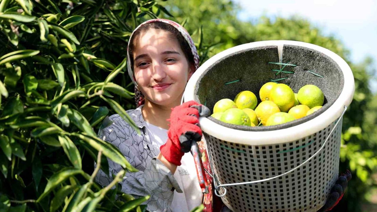 Karadeniz kapanışı Adana limon ve mandalinasını bahçede bıraktı