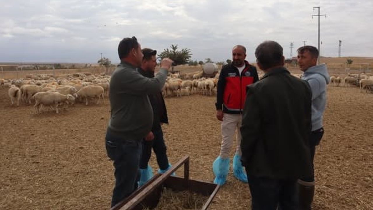 Karapınar'da hayvancılık işletmelerinde verim ve sürdürülebilirlik incelemesi