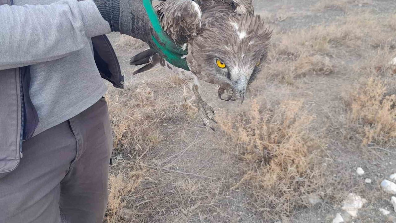 Karapınar'da yaralı yılan kartalı vatandaşın müdahalesiyle koruma altına alındı
