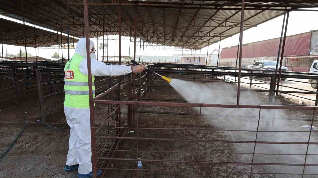 Karasinek ilaçlamasıyla şap tehdidine karşı kent çapında önlem