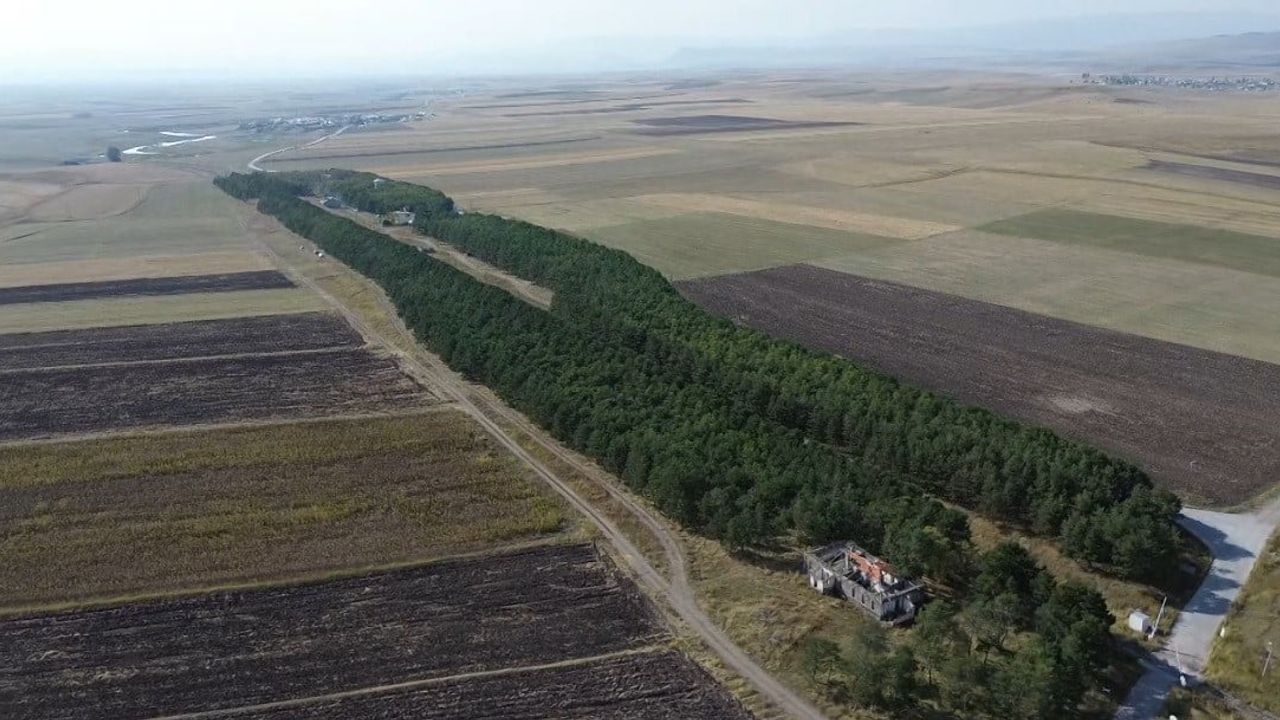 Kars'ta demiryoluna dikilen fidanlar 55 yılda ormana dönüştü