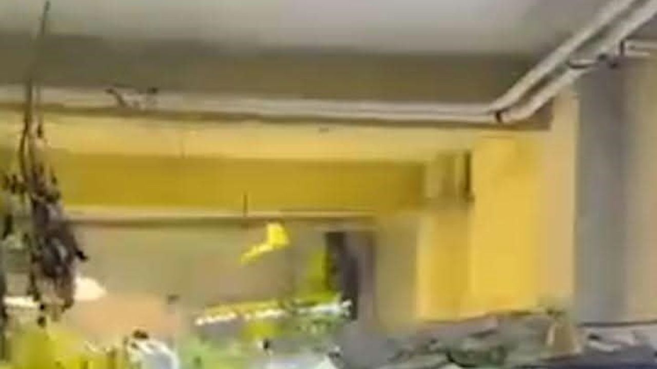 Kasap dükkanından seraya: bodrumda 114 kök Hint keneviri bulundu