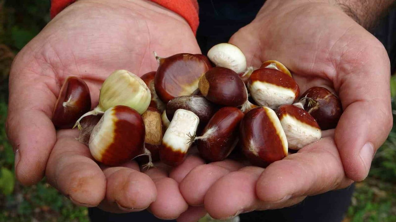 Kastamonu'da kuzu kestanesi rekolteyi canlandırdı, kilogramı 250-350 lira arasında alıcı buluyor