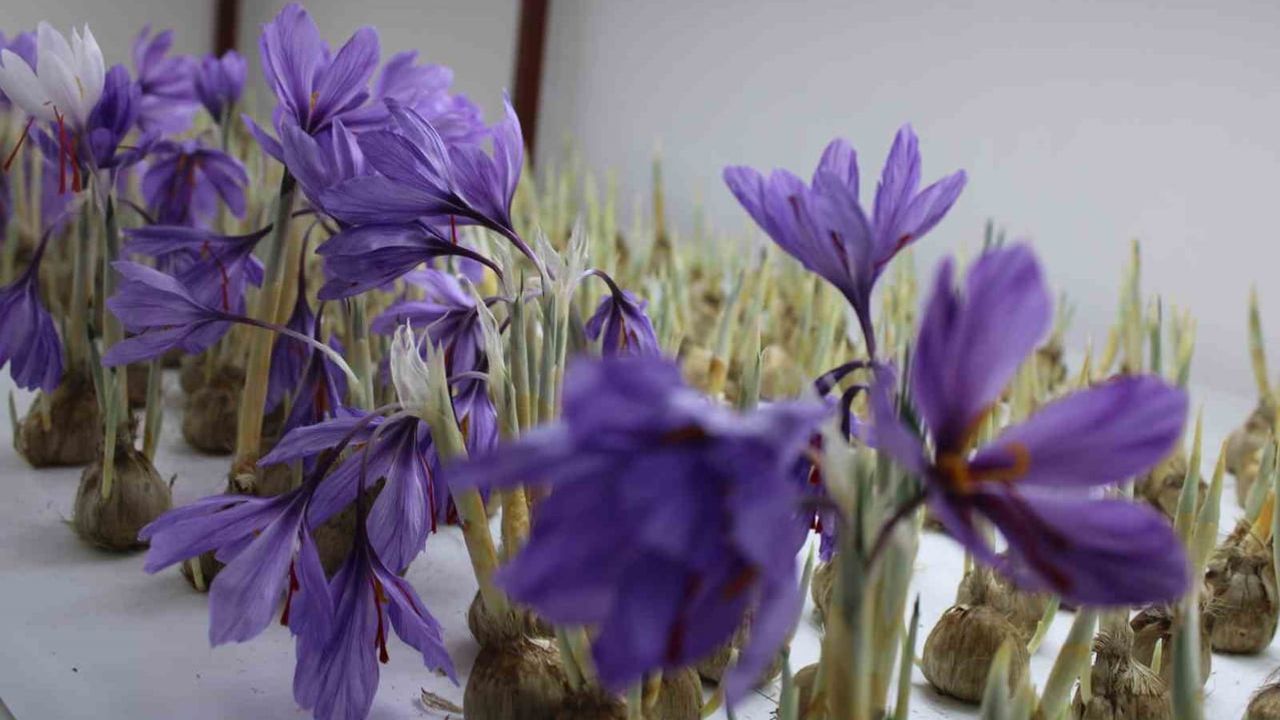 Kayseri'de kapalı alanda safran denemesiyle kentte ilk hasat yapıldı