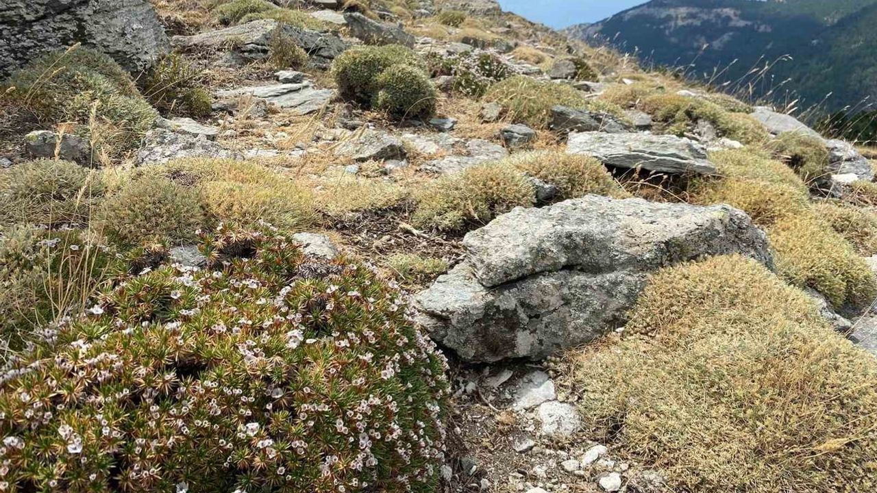 Kaz Dağları'nda Sarıkız Tepesi'nde keşif: konukçu bitkiye özel yeni böcek türü