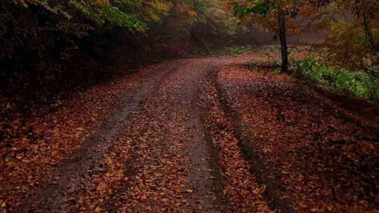 Kazdağları'nda hazan: sarı ile yeşilin kartpostallık uyumu