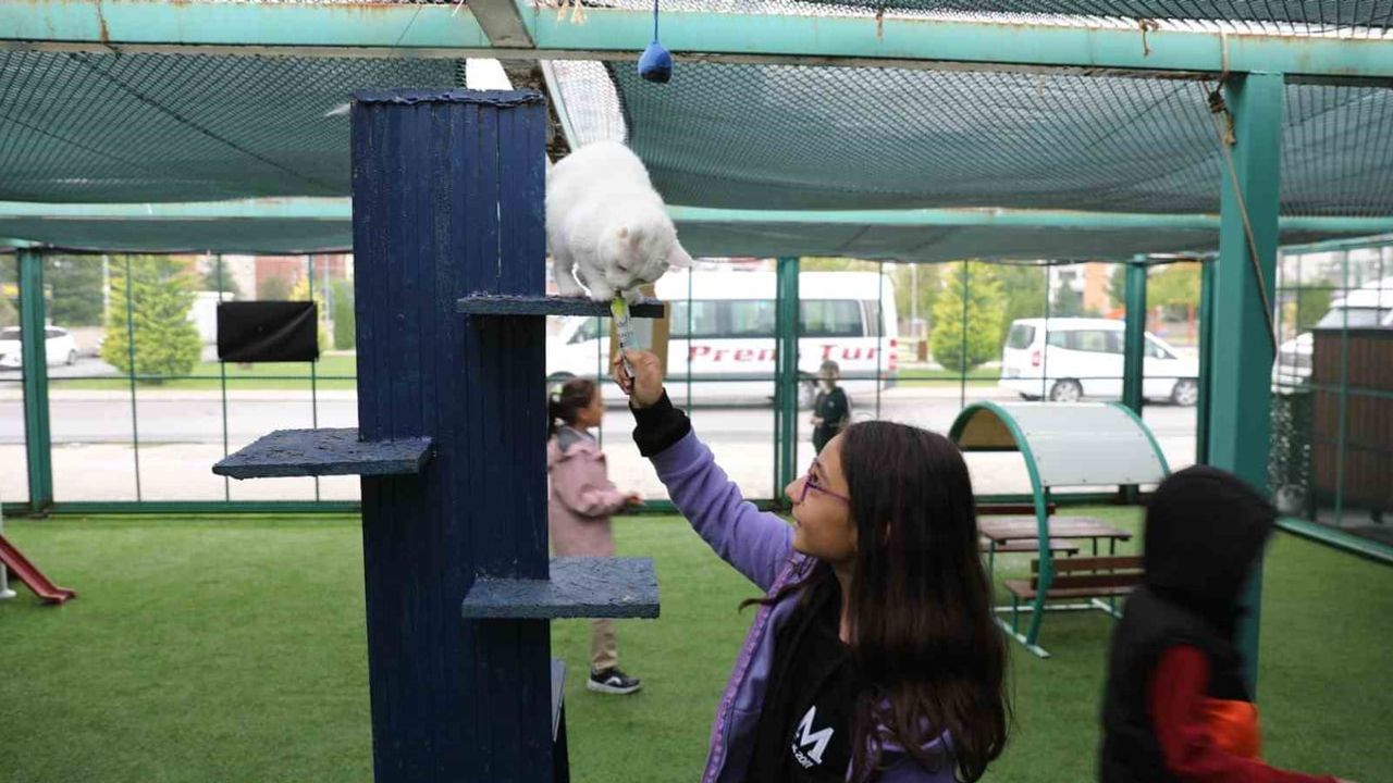 Kedi kasabası Kayseri’de: çocuklara, kedilere ve veteriner bakıma ayrılmış yeni yaşam alanı