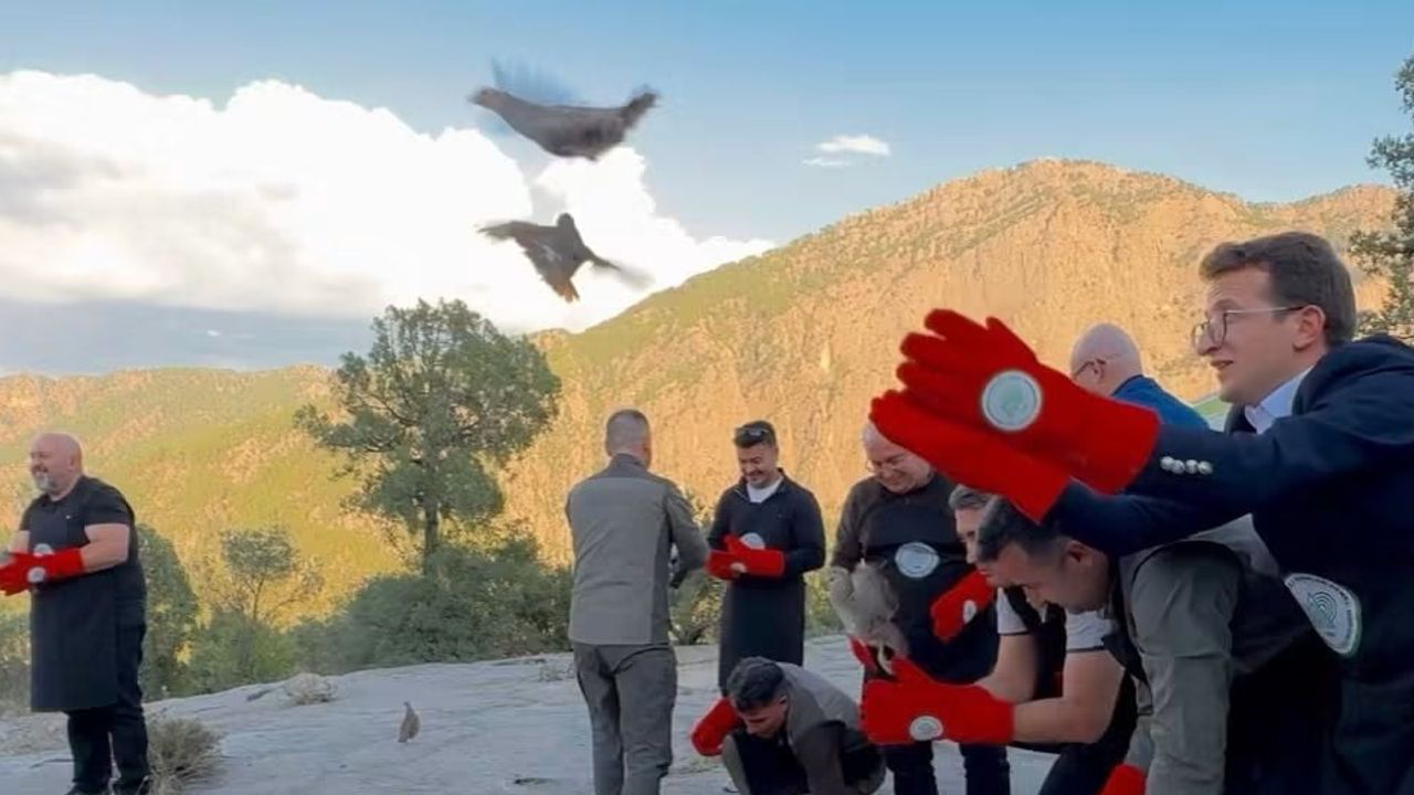 Kekliklerin doğal yaşam yolculuğu Karacaören II'ye uzandı