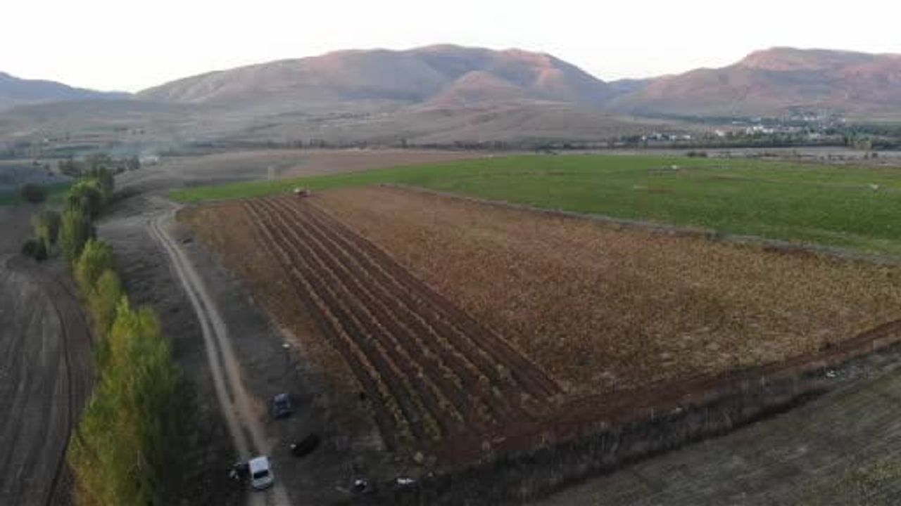 Kelkit şeker fasulyesi Avrupa raflarına uzanmayı planlıyor