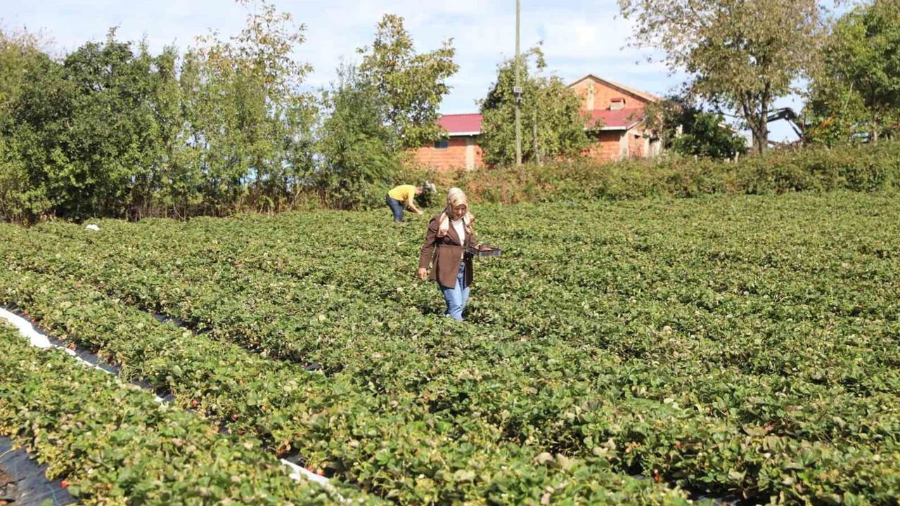 Kent peyzajından sera topraklarına: Alaçam'da çilek işine dönüşen meslek