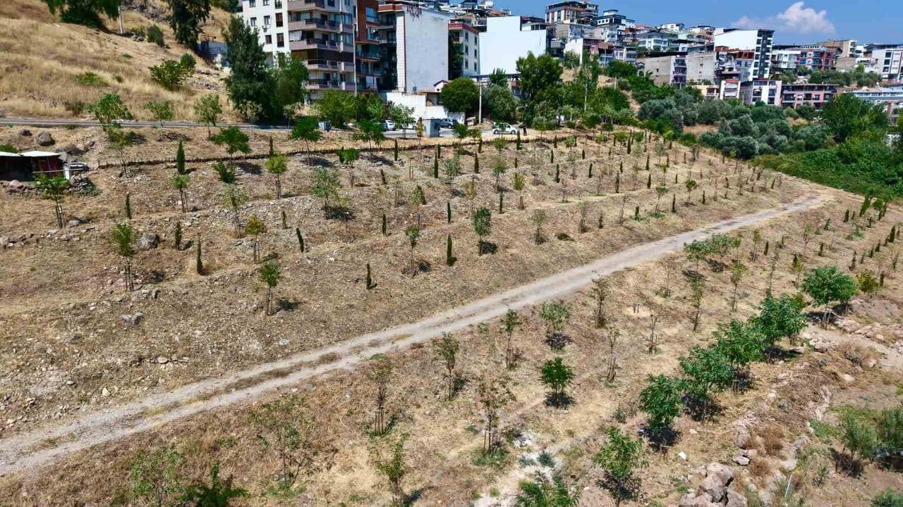 Kıraç topraklardan nefes alanına: İzmir'in 213 saha büyüklüğünde yeşil dönüşümü