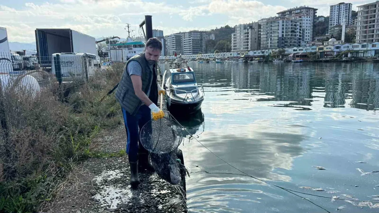 Kirazlık limanındaki palamut kirliliği belediye ve kooperatifle giderildi